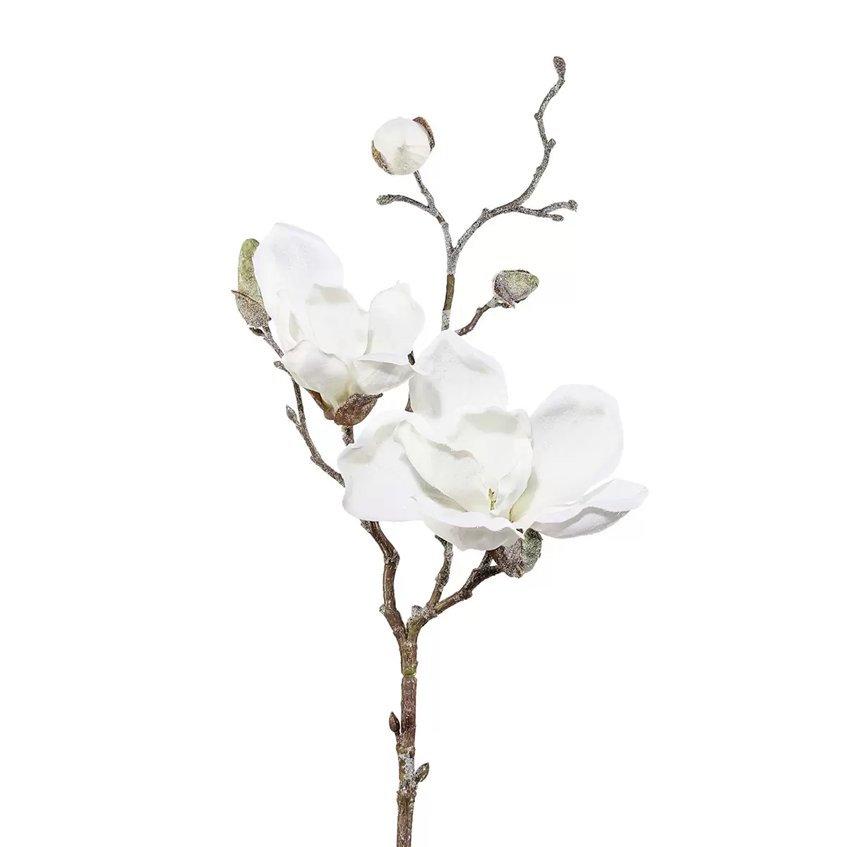 Magnolie Dowe weiss