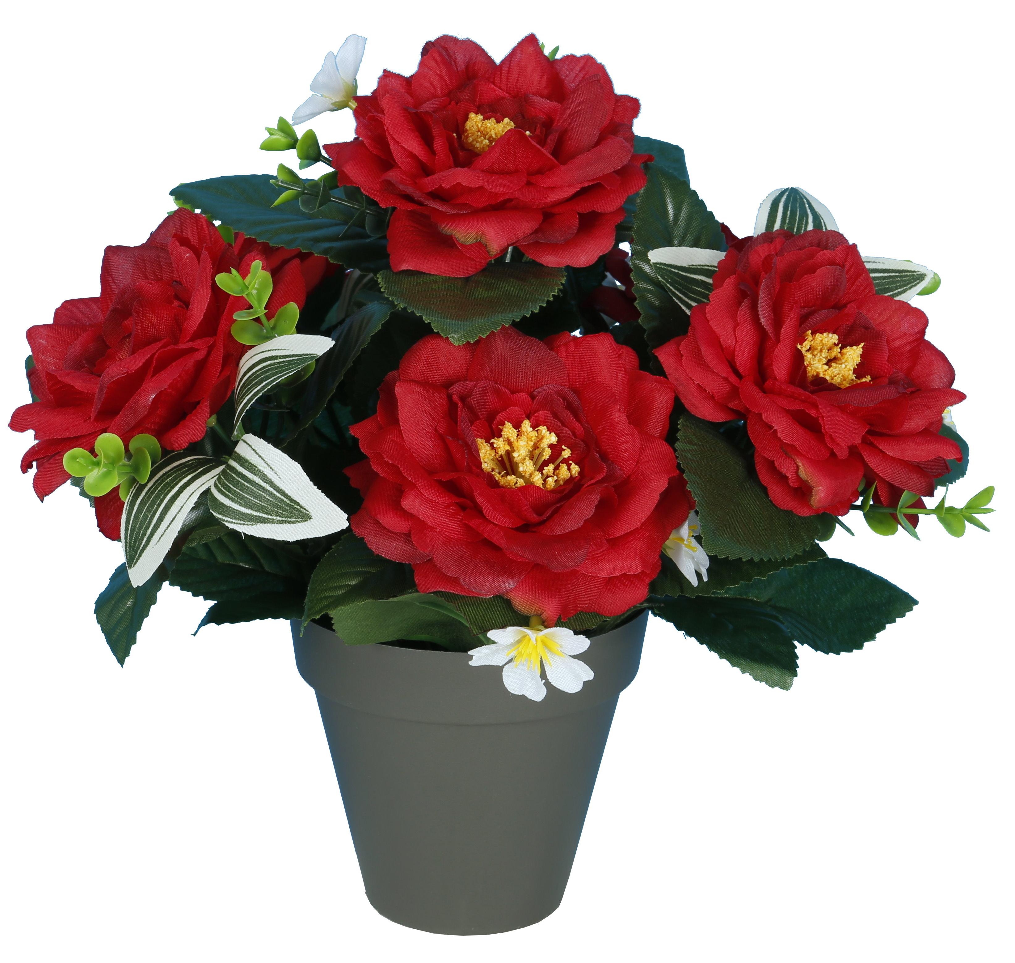 POT CAMELIAS