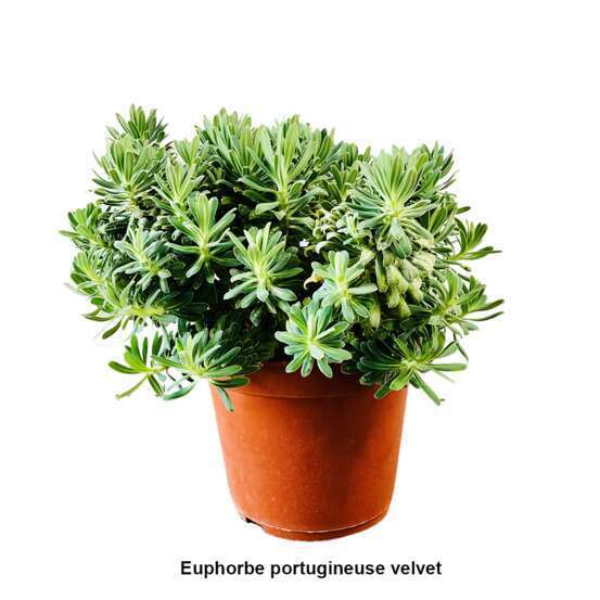 Euphorbia : pot 5 litres
