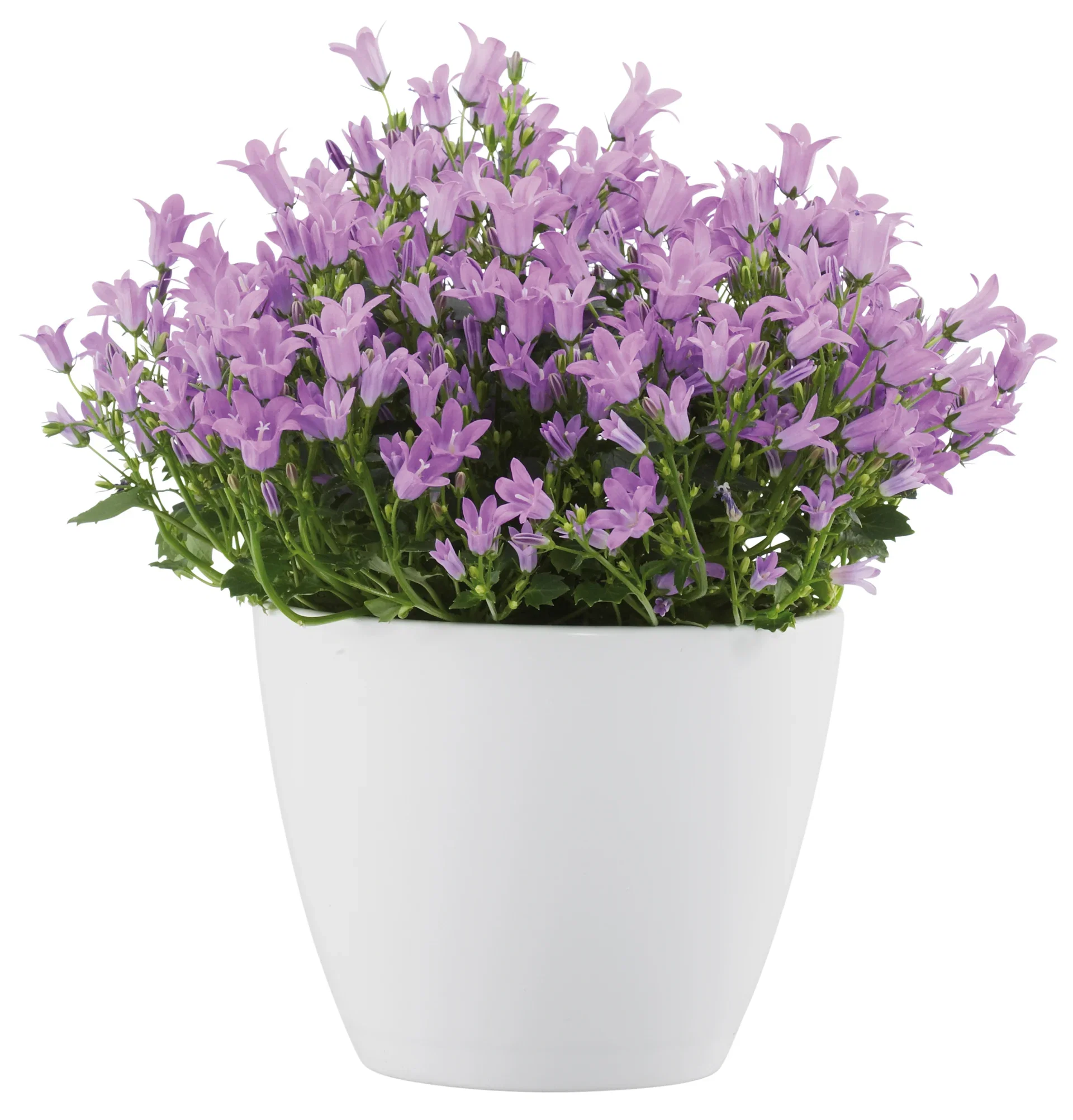 Campanula portenschlagiana GET MEE ('Pkmp01') Krypklokke 'Get Mee' Ø10,5 cm
