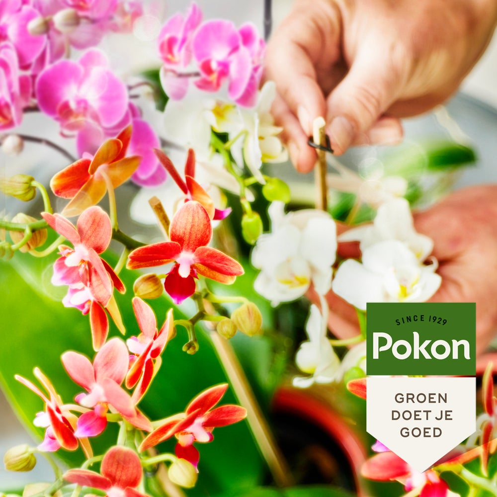 Pokon bio orchidee voeding 250 ml
