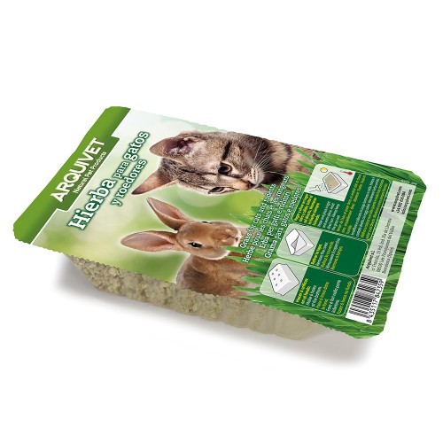 Erva para gatos em bandeja, sabor neutro
