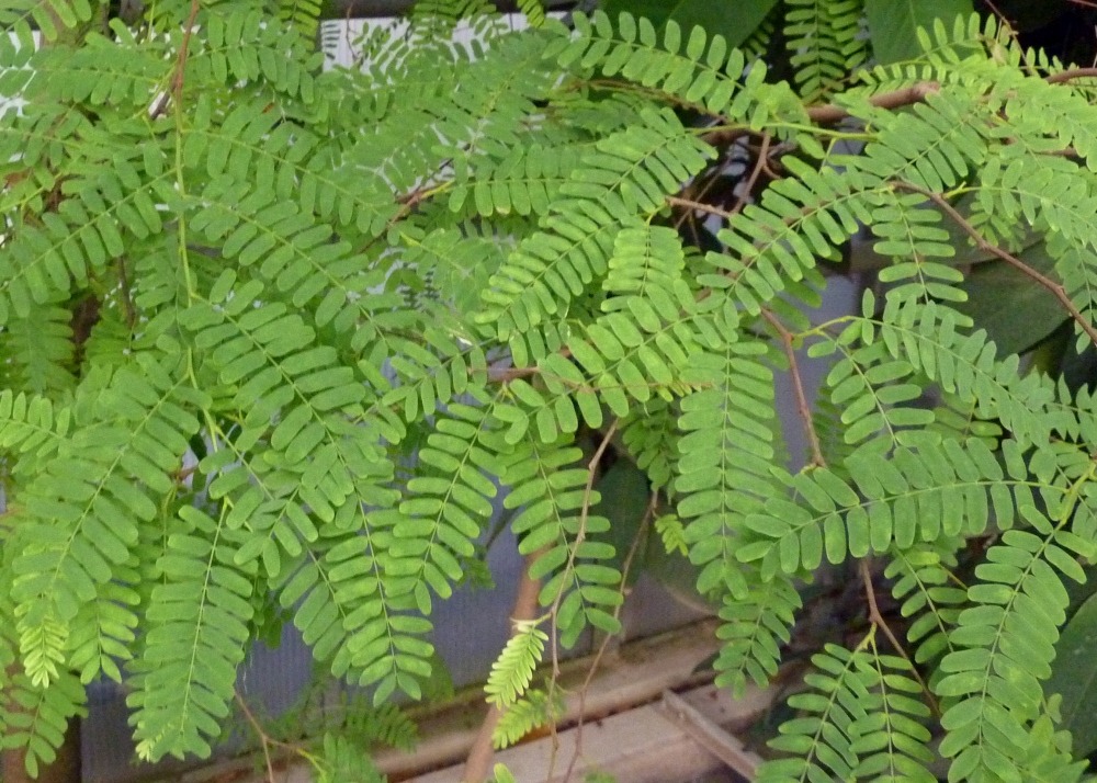 Tamarinier - dattier d'inde - 4 graines - tamarindus indica