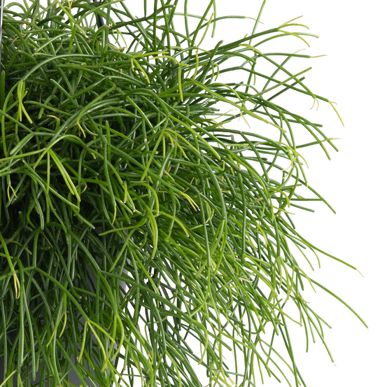 Rhipsalis Cassutha en suspension - pot D17cm