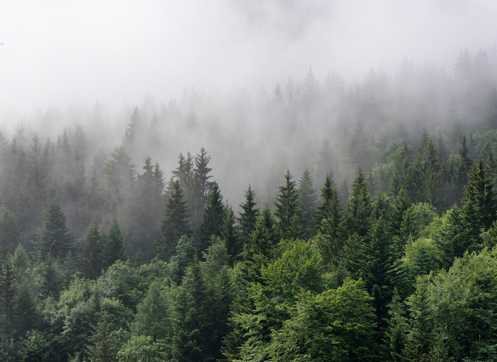 Fototapete DESIGNWALLS - grün-weiß - Wald - 2,55 Meter