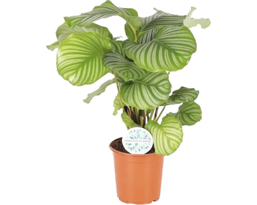 Calathea orbifolia (FloraSelf) H 80-85 cm Ø 21 cm pot, bossig