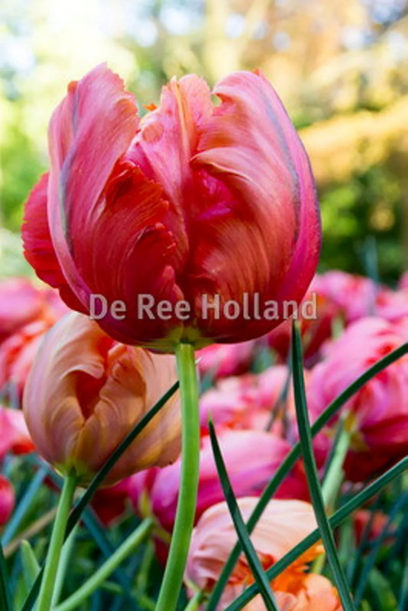 Tulipa gesneriana (Parrot Tulip-Group) 'Avignon Parrot' Papegøyetulipan 'Avignon Parrot'