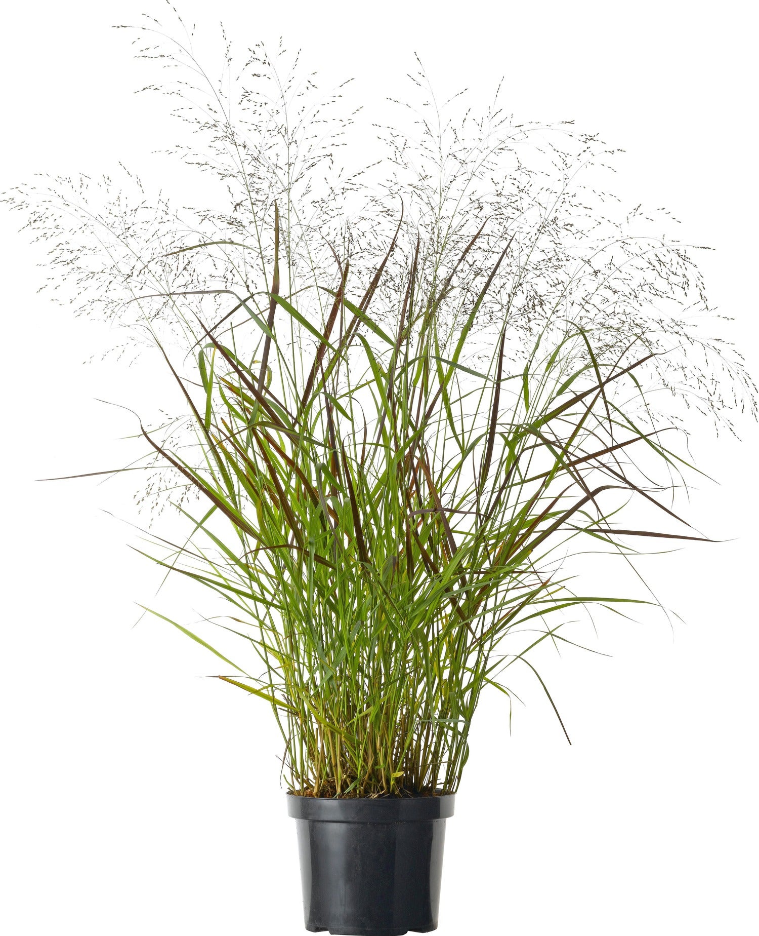 Vingergras (Panicum virgatum 'Squaw') D 23 H 40 cm