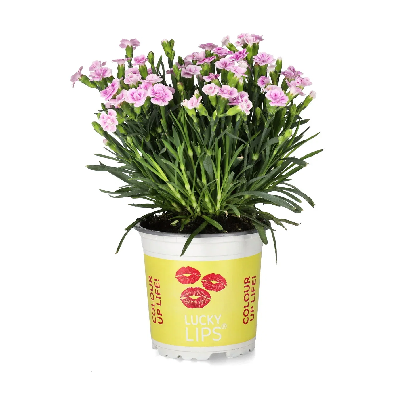 Dianthus caryophyllus 'Lucky Lips' Hagenellik LUCKY LIPS® Ø10,5 cm