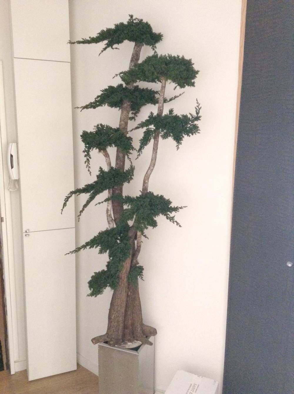Arbre stabilisé procumbens naturel 190 cm