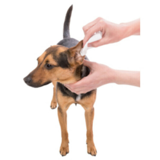 Lingettes humides pour soin des oreilles du chien et chat Trixie