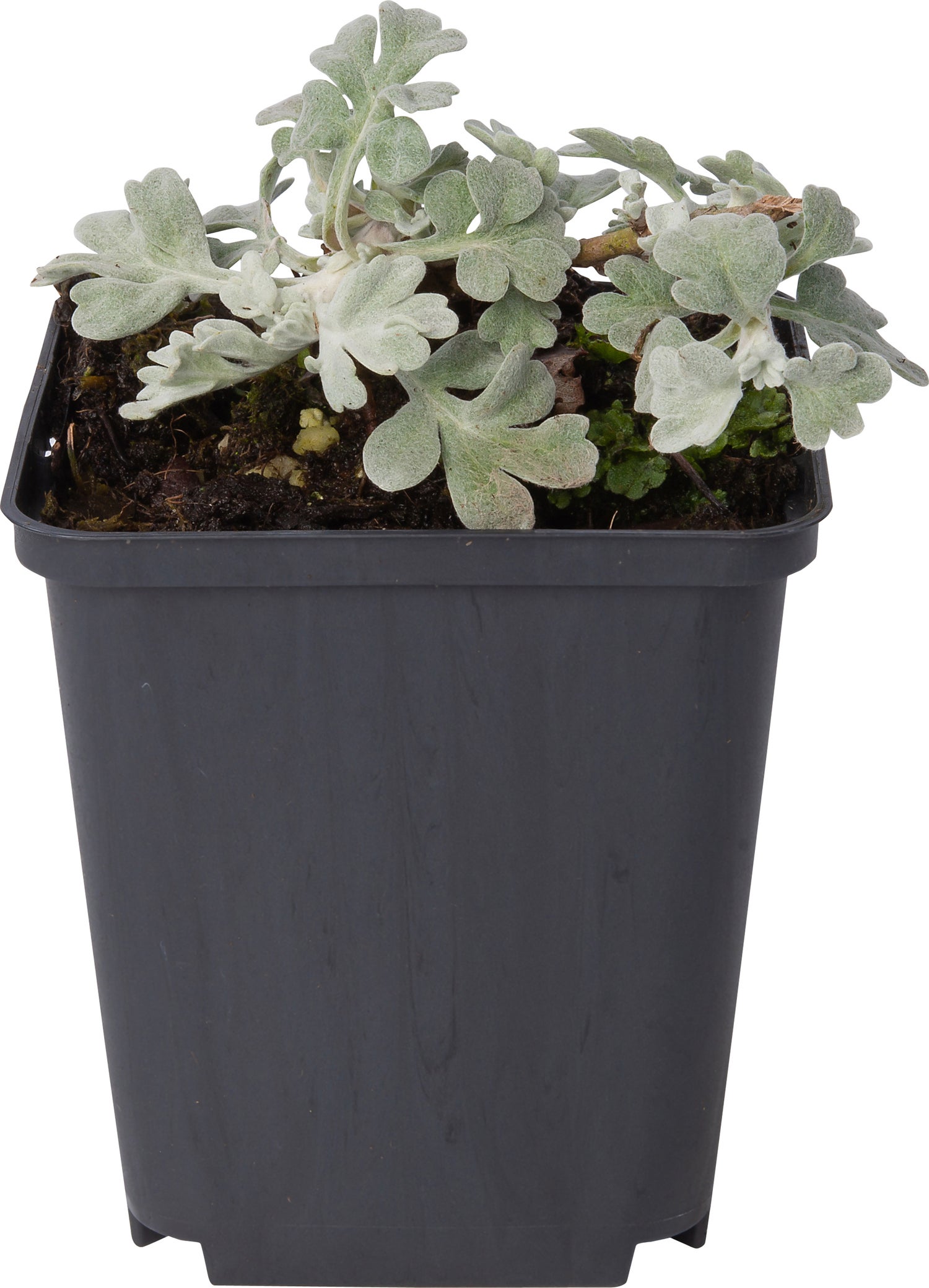 Bijvoet (Artemisia stelleriana 'Boughton Silver') D 9 H 10 cm