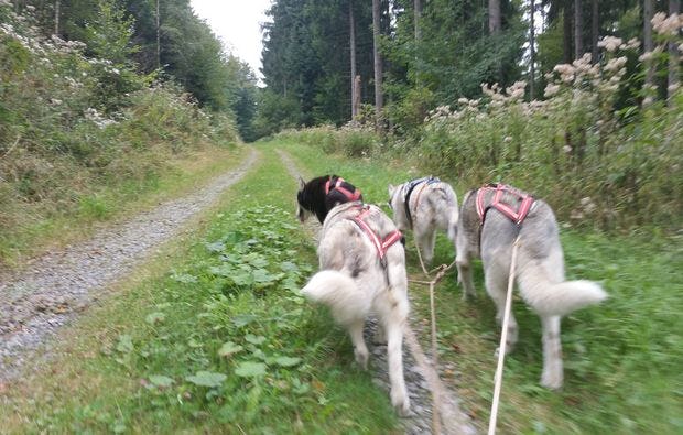 Husky & Schlittenhunde  in Bad Herrenalb als Geschenk
