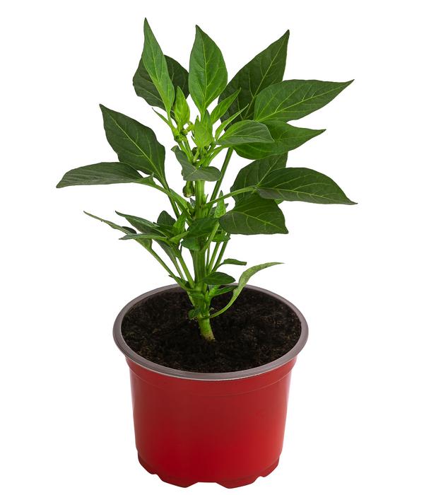 Peperoni 'Vulkano'