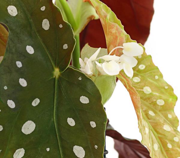 Polka-Dot Begonie - Begonia maculata