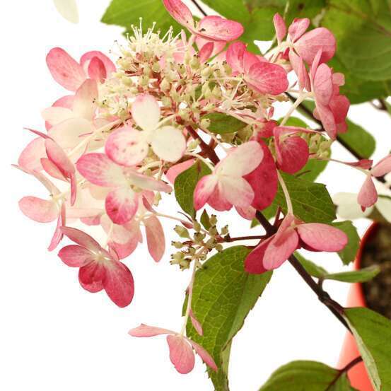 Hydrangea Paniculata variété protégée: C.7,5L
