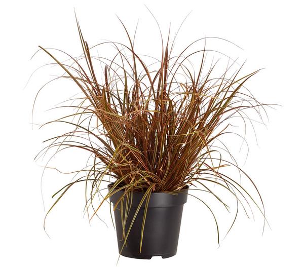 Mahagonigras 'Everflame'