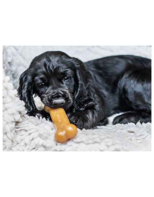 Nylabone Durable Bone Bacon Bacon - Hondenspeelgoed