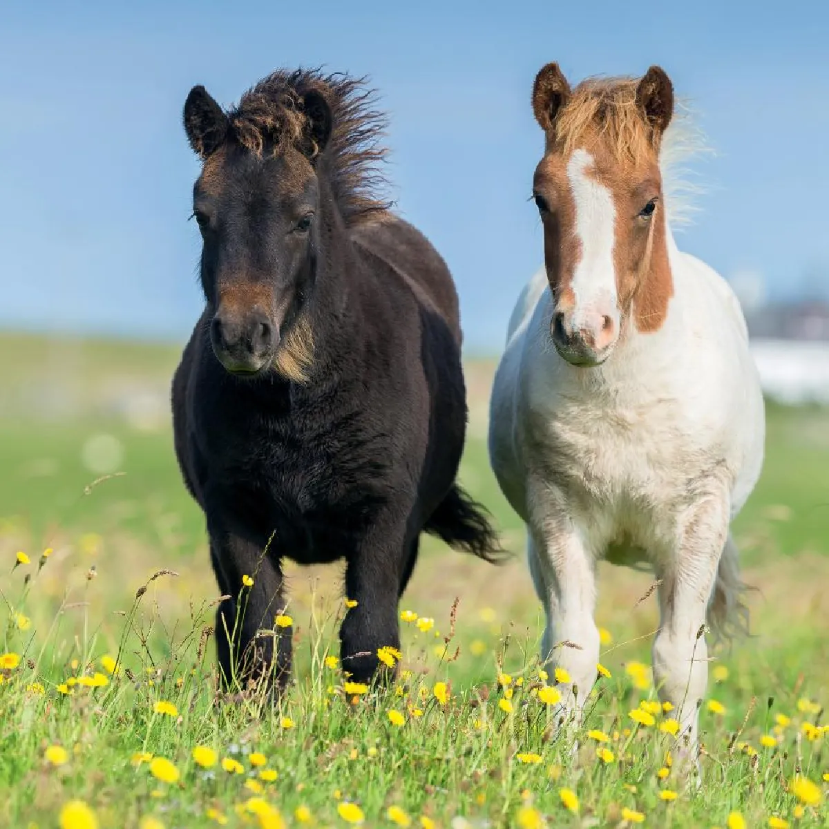 Ravensburger Adorables Poneys 3x49 Pièces