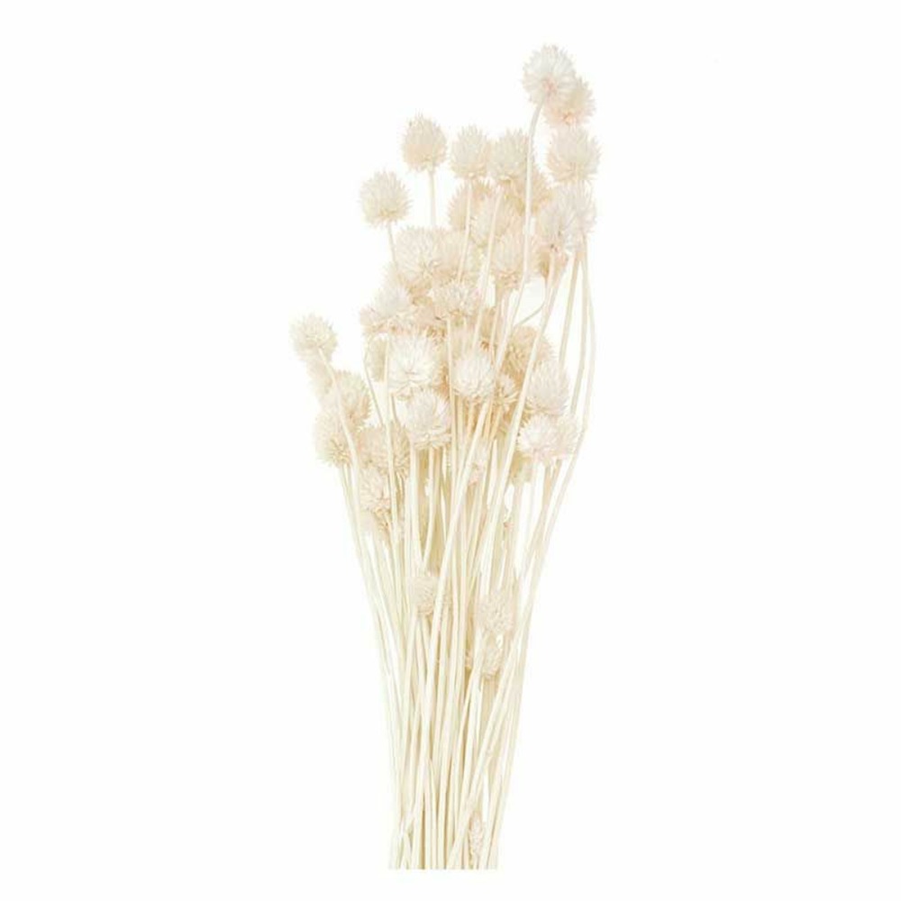Cardères japonais séchés naturel - 70 cm