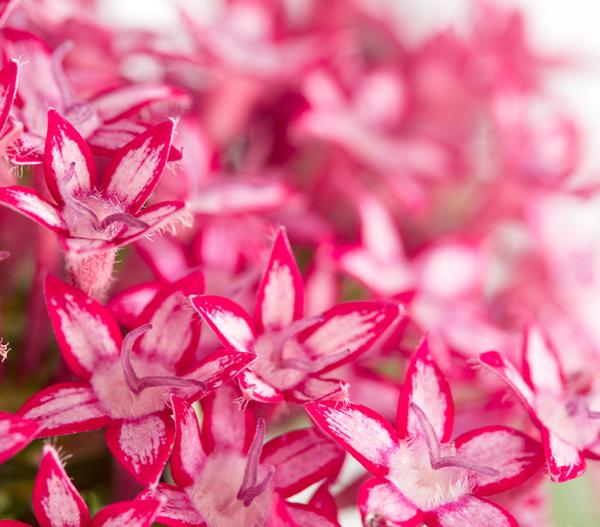 Fünfzahlstrauch - Pentas lanceolata,