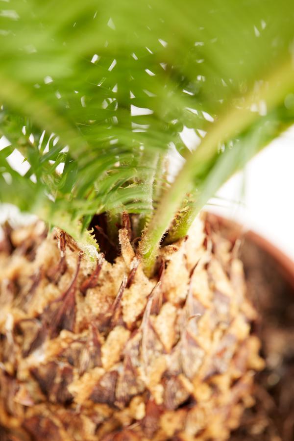 Sagopalmfarn - Cycas revoluta