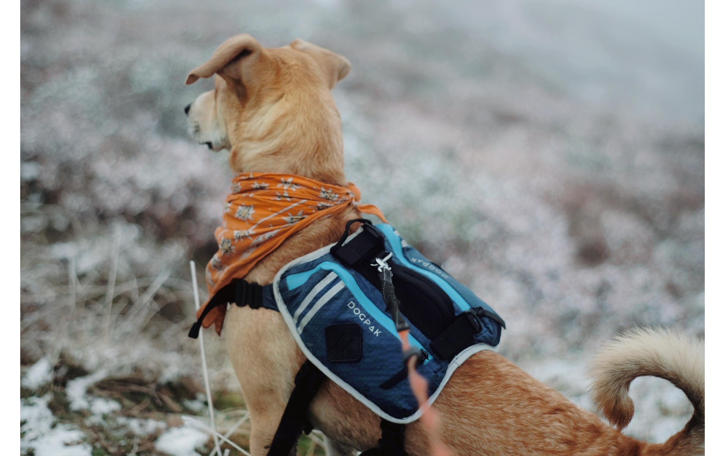 Moab Lite Hunderucksack MUltraleichter, wasserdichter Rucksack und Wandergeschirr für Hunde