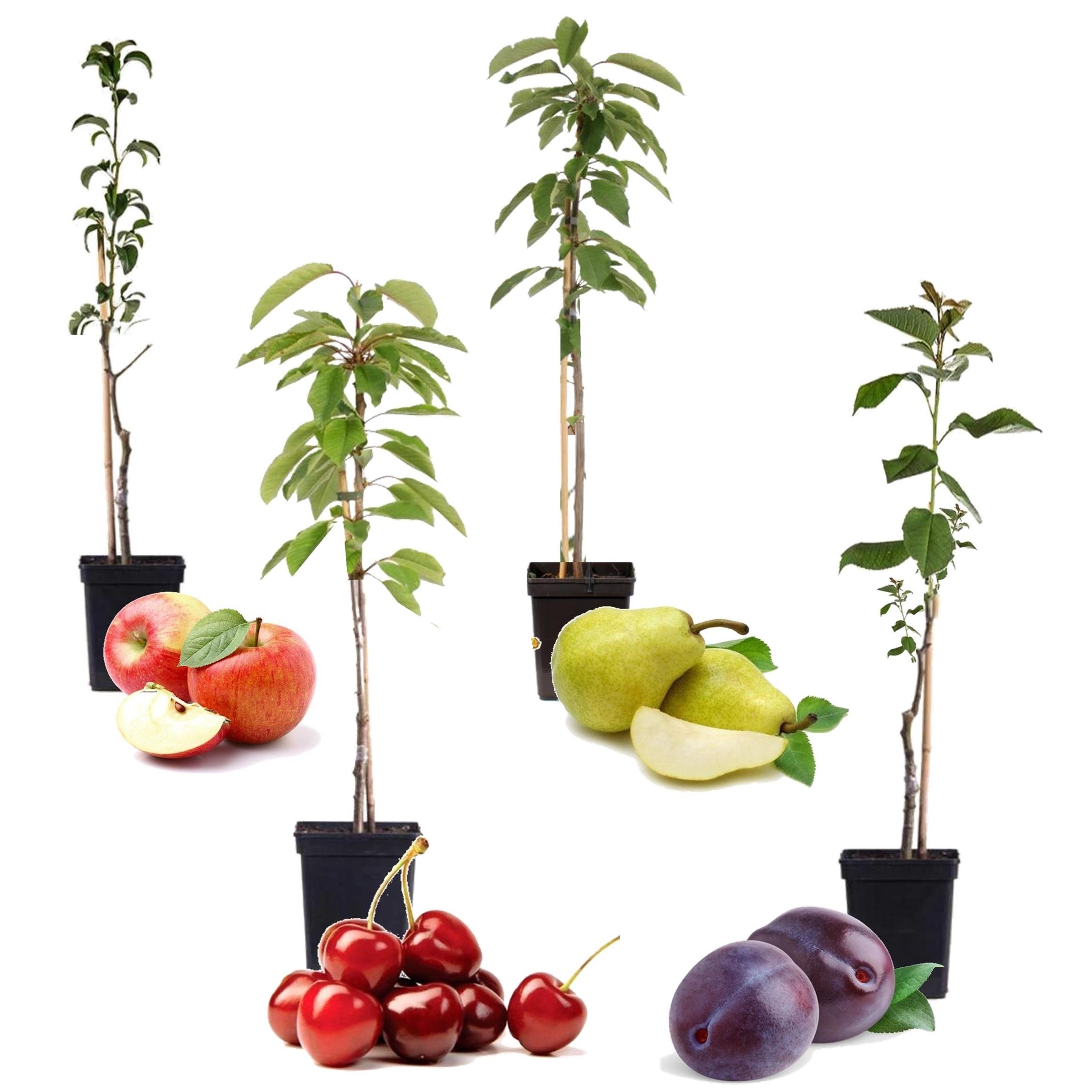 Arbres fruitiers - mélange de 4 - prunus,pyrus,malus - pot 9cm - hauteur 60-70cm