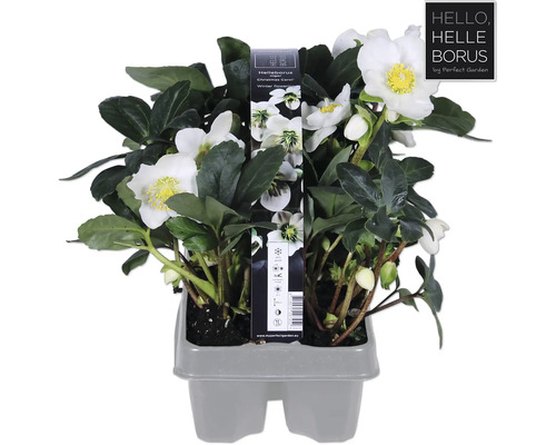 Kerstroos set van 6 FloraSelf Helleborus niger 'Christmas Carol'