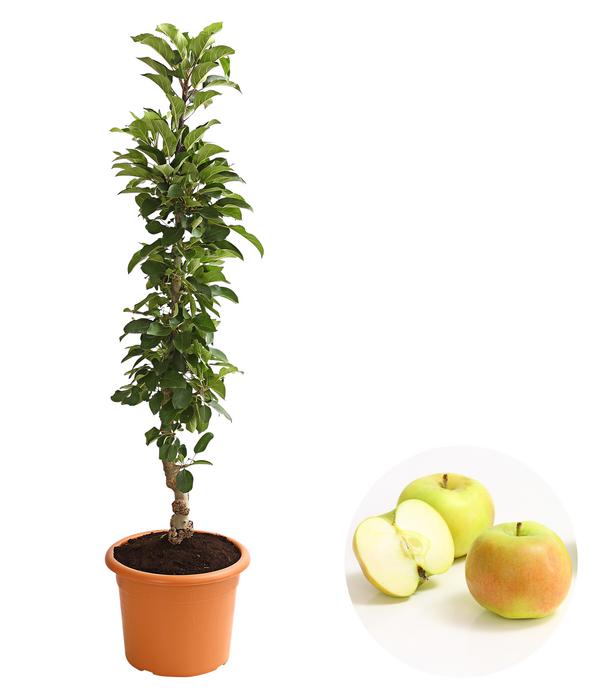 Säulenapfel 'Rhapsodie'