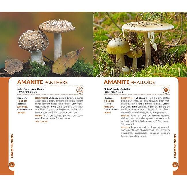 ARTEMIS - CHAMPIGNONS DES ALPES