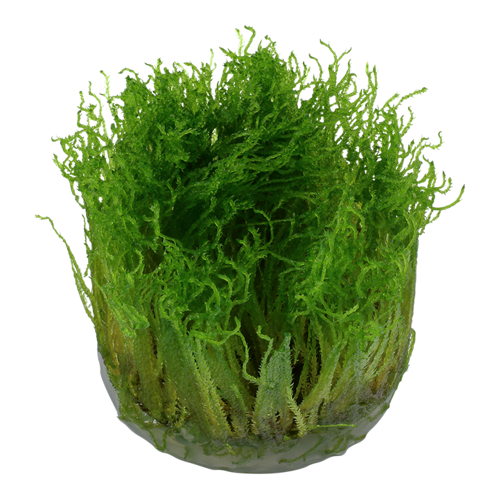 Waterplant Taxiphyllum sp. Spiky Moss