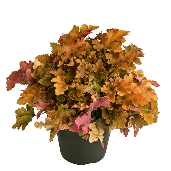 Purpurglöckchen 'Marmalada'