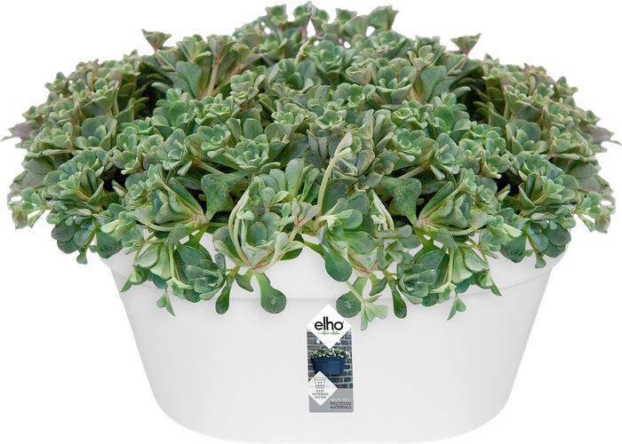 Elho muur bloempot Loft Urban wit 39,3 x 19,8 x 18,8 cm