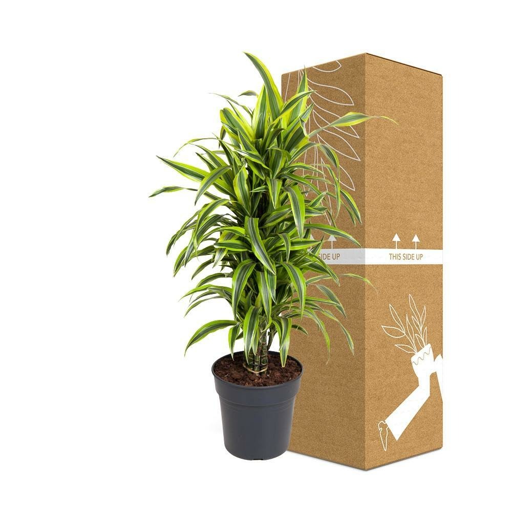 Plante d'intérieur - dracaena 'deremensis lemon lime' 110.0cm