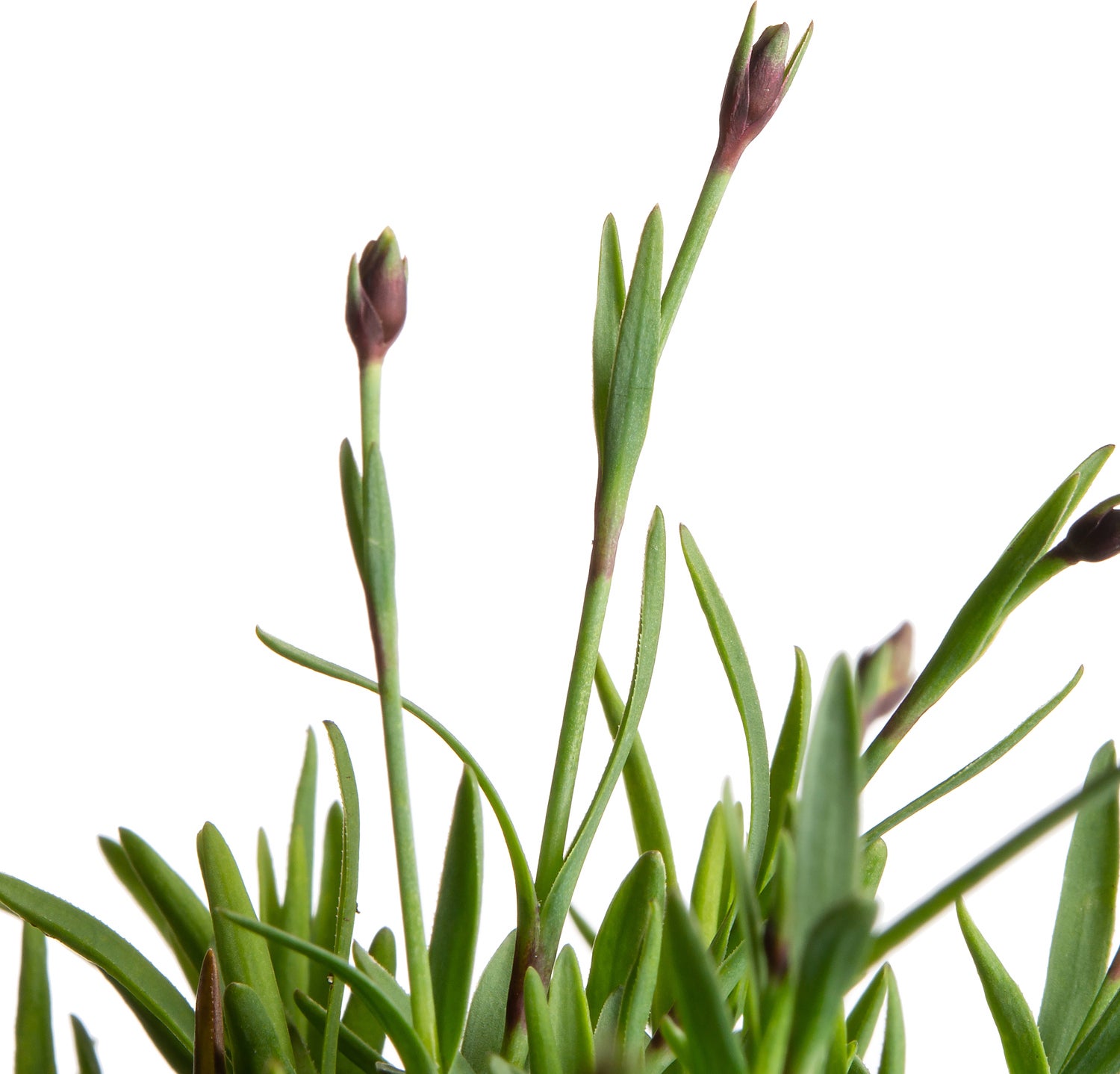Rotsanjer (Dianthus gratianopolitanus 'Pink Jewel') D 11 H 15 cm