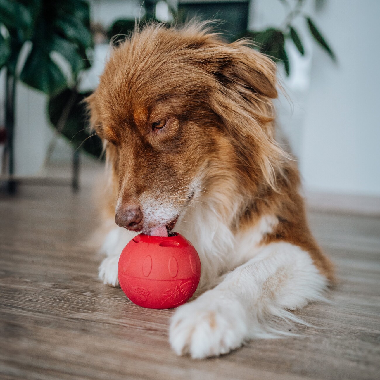 SmoothieDog Trinkpause (Ente) 3x 250 ml + Immunio (Rind) 3x 250 ml + Schleckball