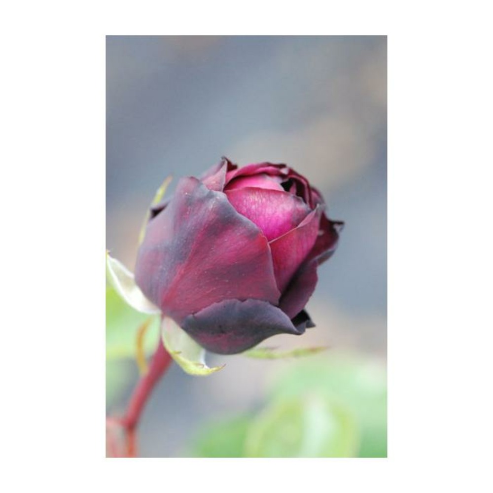 Rosier parfuma 'madame de montespan' ? - 4l