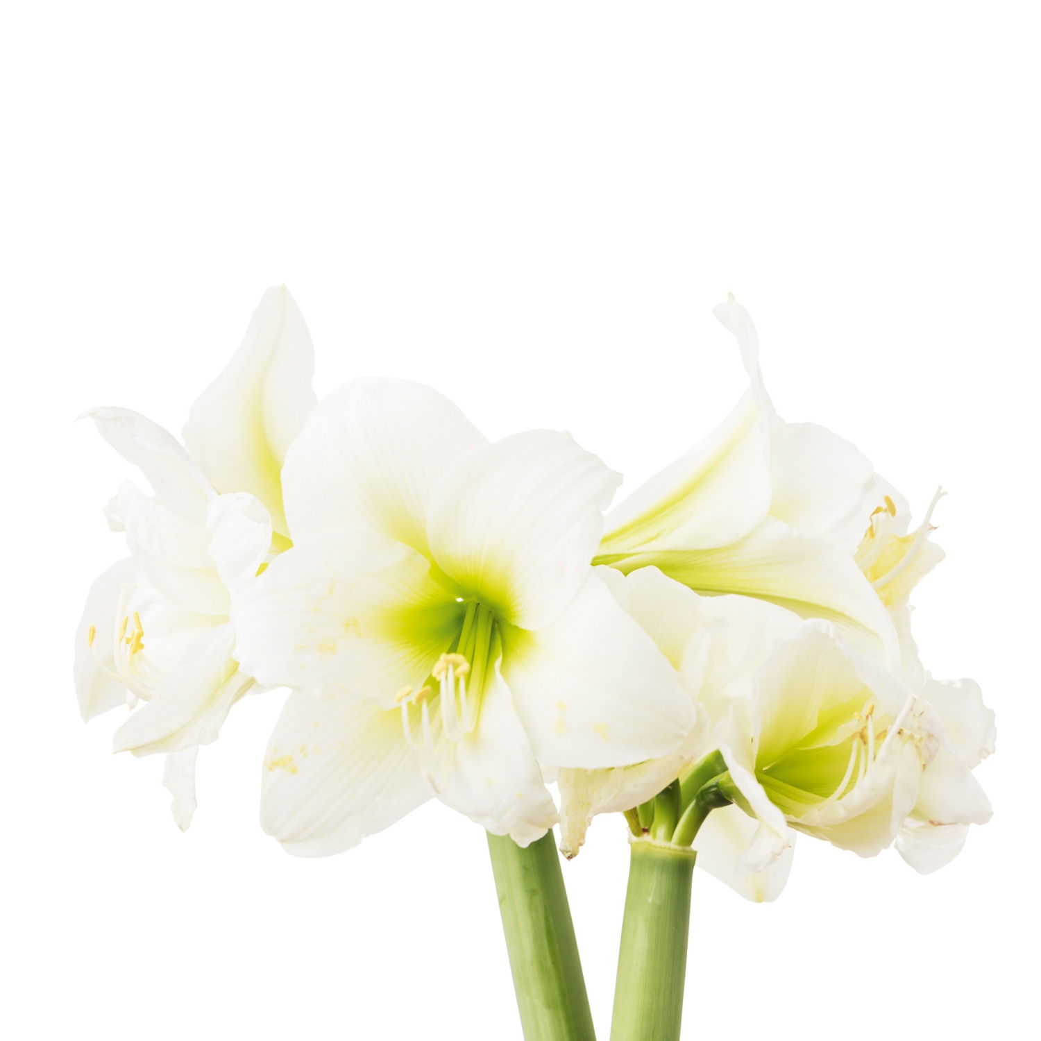 Amaryllis