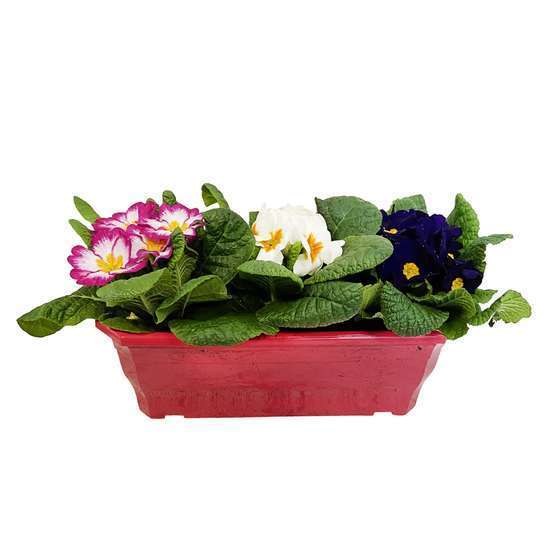 Primevère : jardinière de 25/30 cm