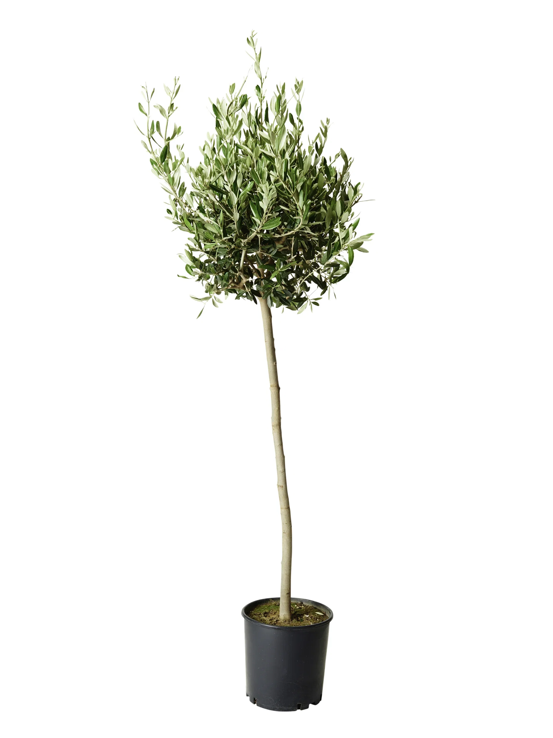 Olea europaea Oliventre Høyde 120-150 cm