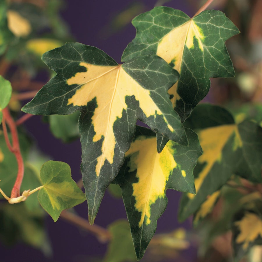 Klimop (Hedera helix 'Goldheart') D 23 H 117 cm