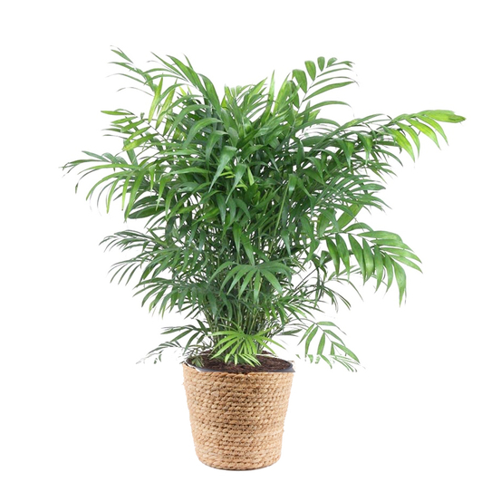 Palmier nain (Chamaedorea Elegans) en vannerie : pot D12cm