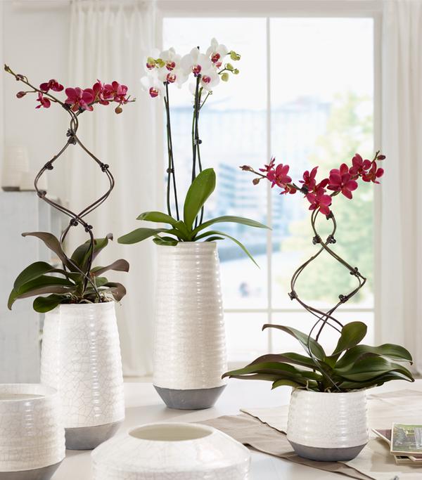 Schmetterlingsorchidee - Phalaenopsis