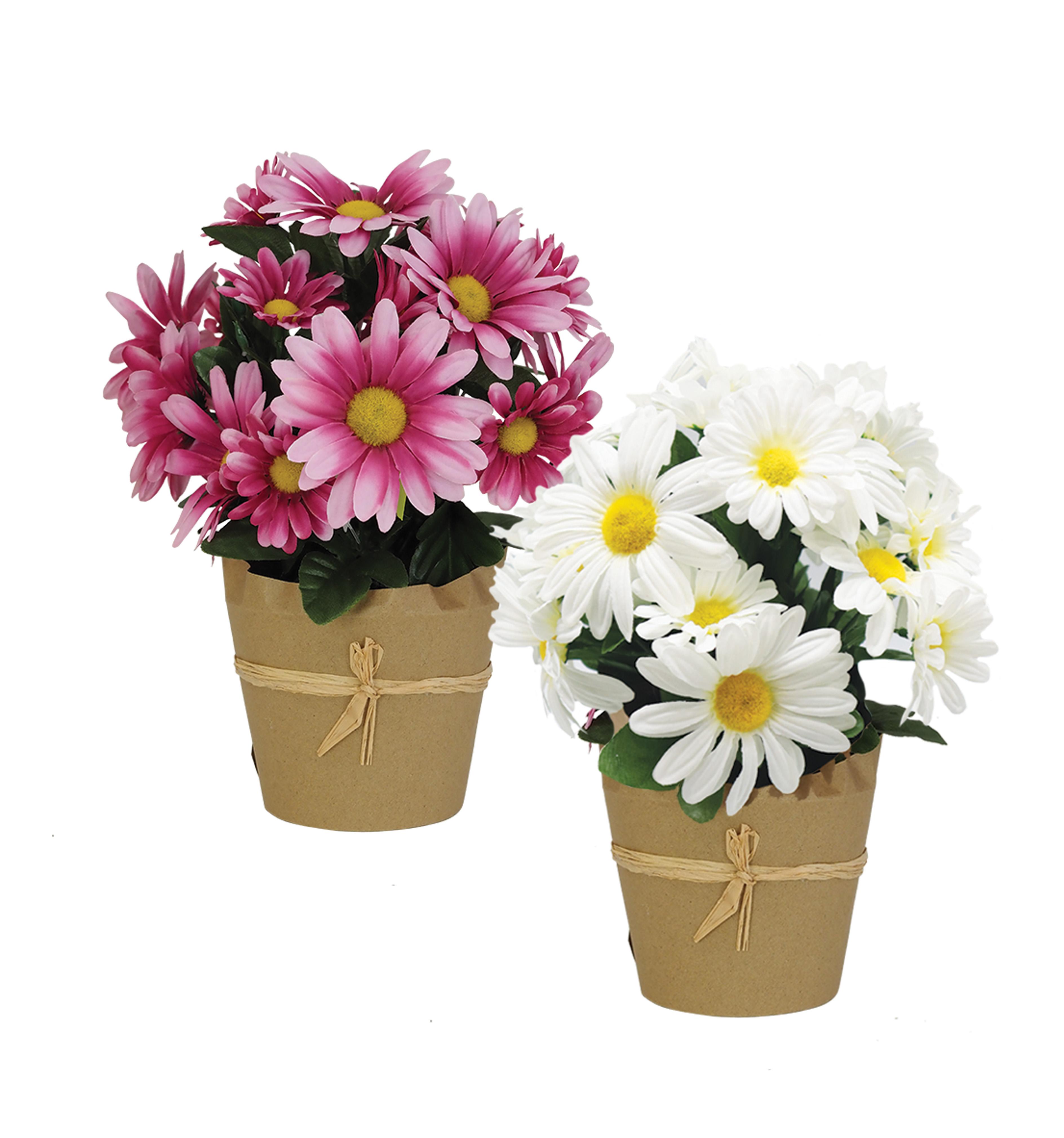 MARGUERITES POT KRAFT H.28CM BLANC ET ROSE