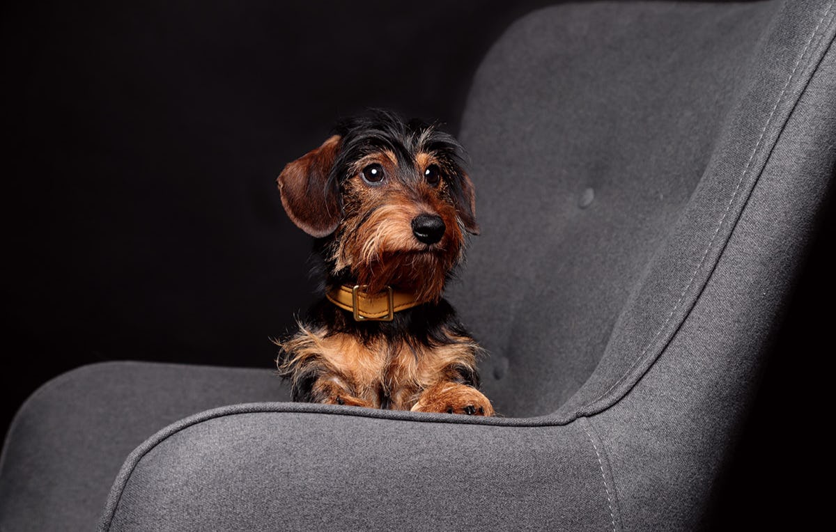 Tier Fotoshooting in Mühlheim als Geschenk