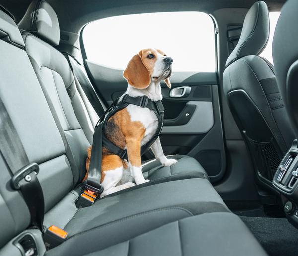 THULE® Hundegeschirr für Autos Cappy
