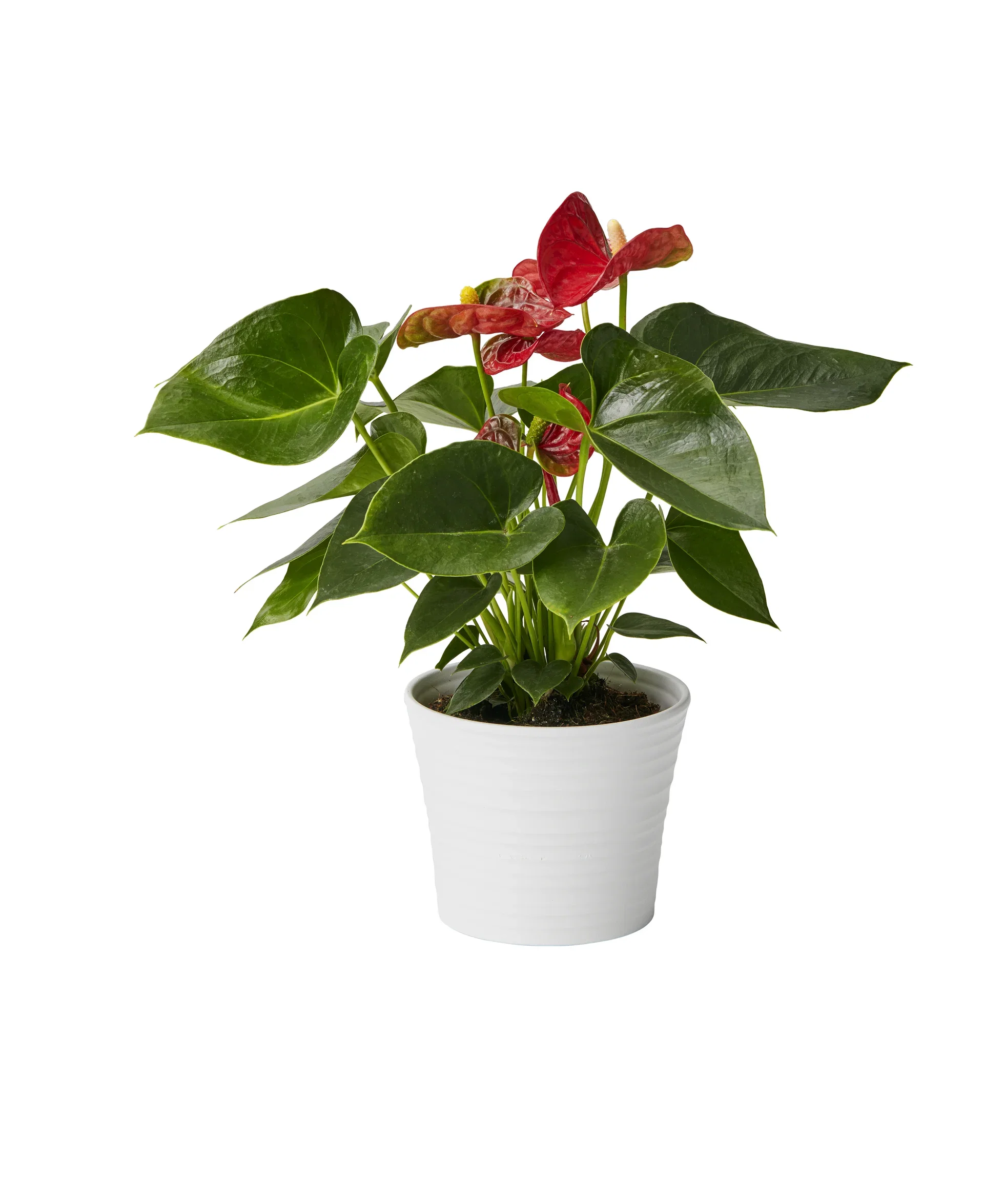Anthurium Andraeanum Group Flamingoblomst Høyde 45 cm
