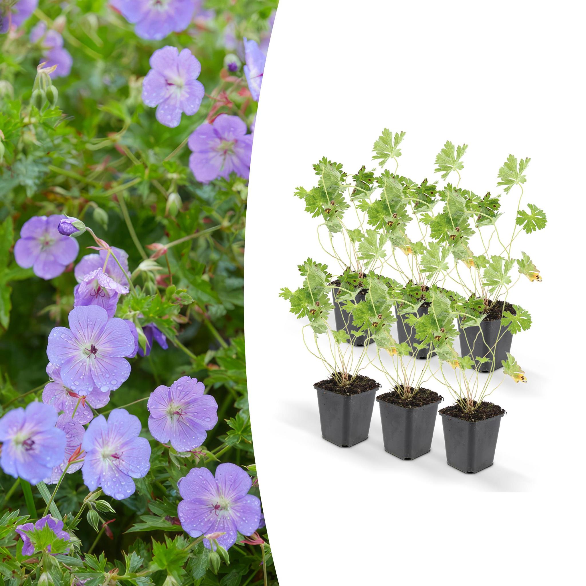Geranium rozanne