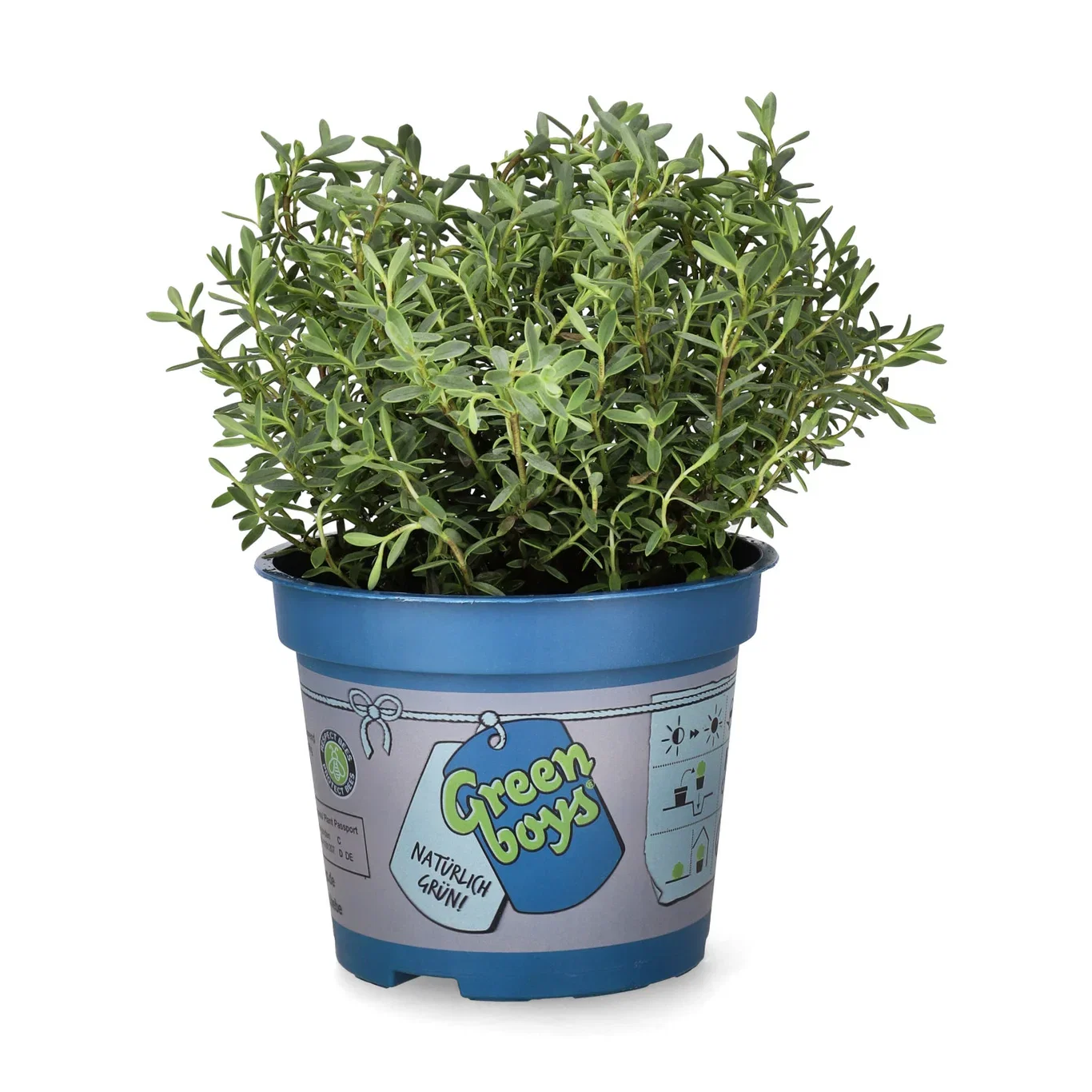 Hebe 'Green Boy´s' 12 cm Hebe 'Green Boys' Ø12 cm